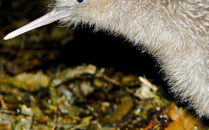 Kiwi bird foraging on forest floor in New Zealand.