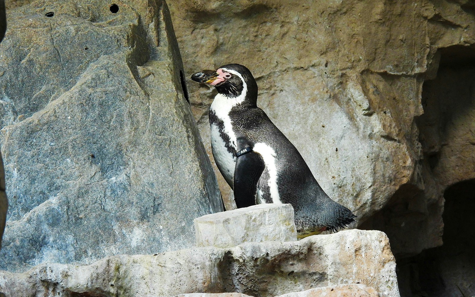 Humboldt Penguin standing on rocky terrain.