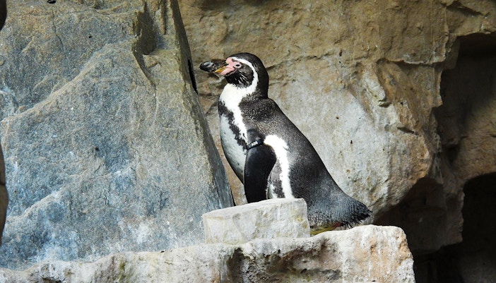 Humboldt Penguin