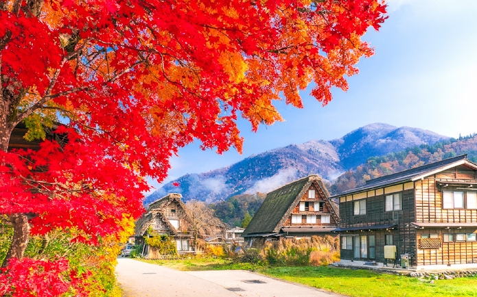 Traditional gassho-style houses in Shirakawa-go with autumn foliage, mountains in background, Nagoya tour.