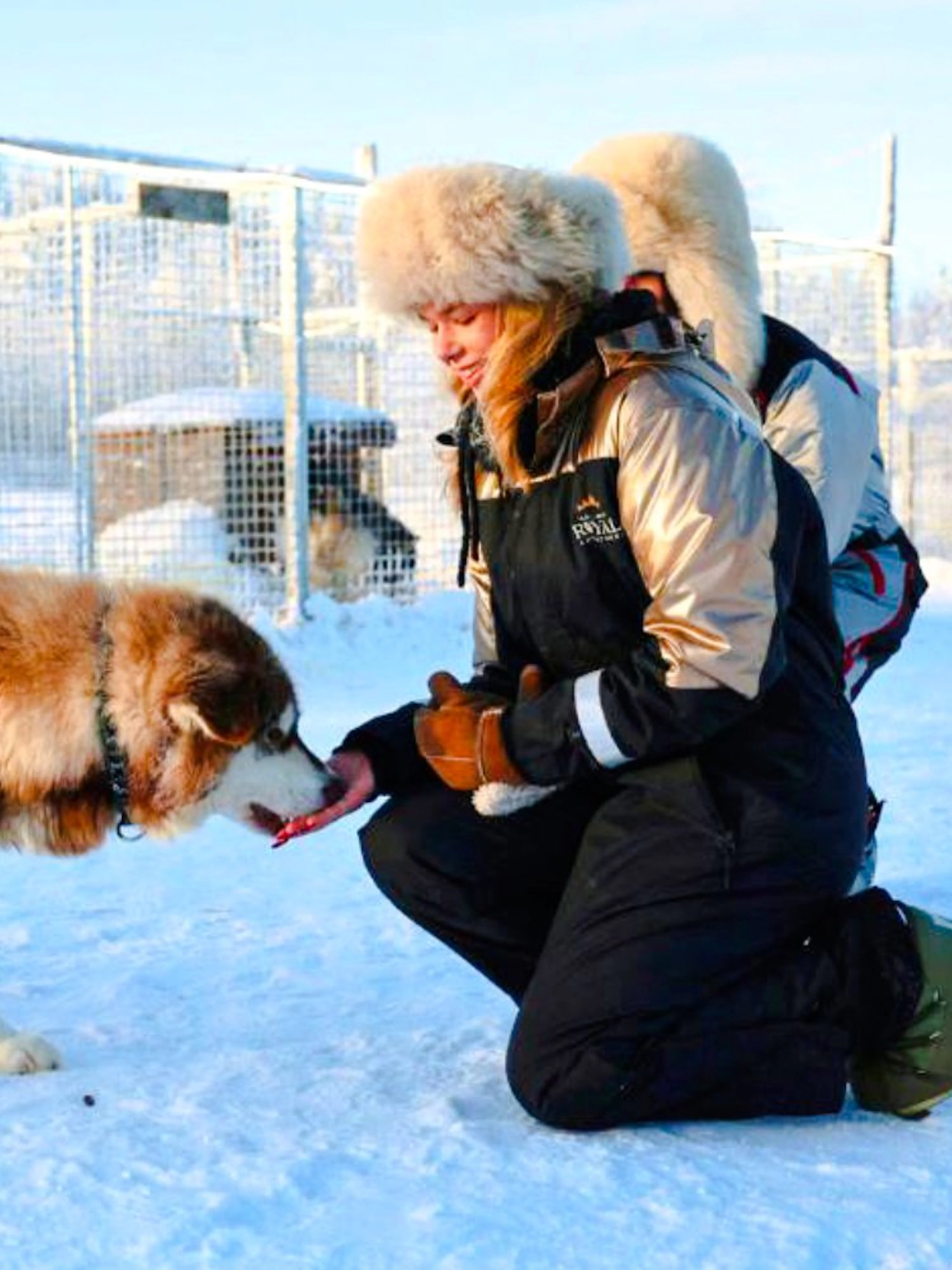 Guests feeding a husky in a snowy enclosure.