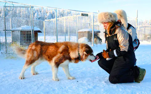 Guests feeding a husky in a snowy enclosure.