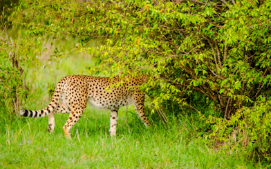 From Nairobi: 7-Day Masai Mara & Lake Nakuru Safari