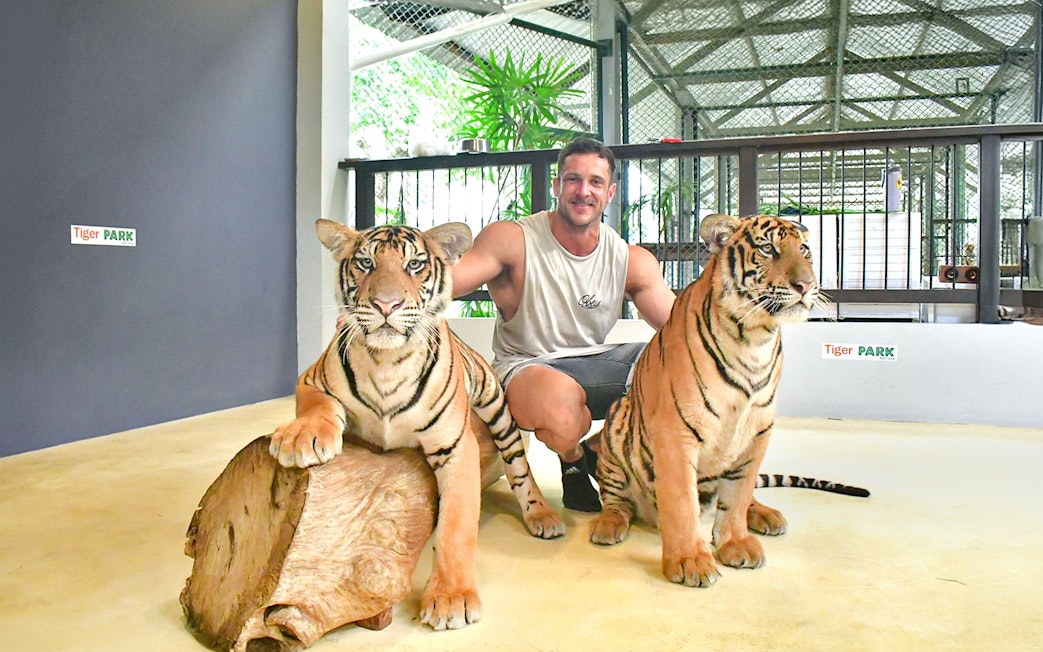 Man posing with two tigers at Tiger Park Pattaya enclosure.