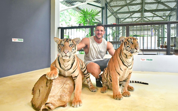 Man posing with two tigers at Tiger Park Pattaya enclosure.