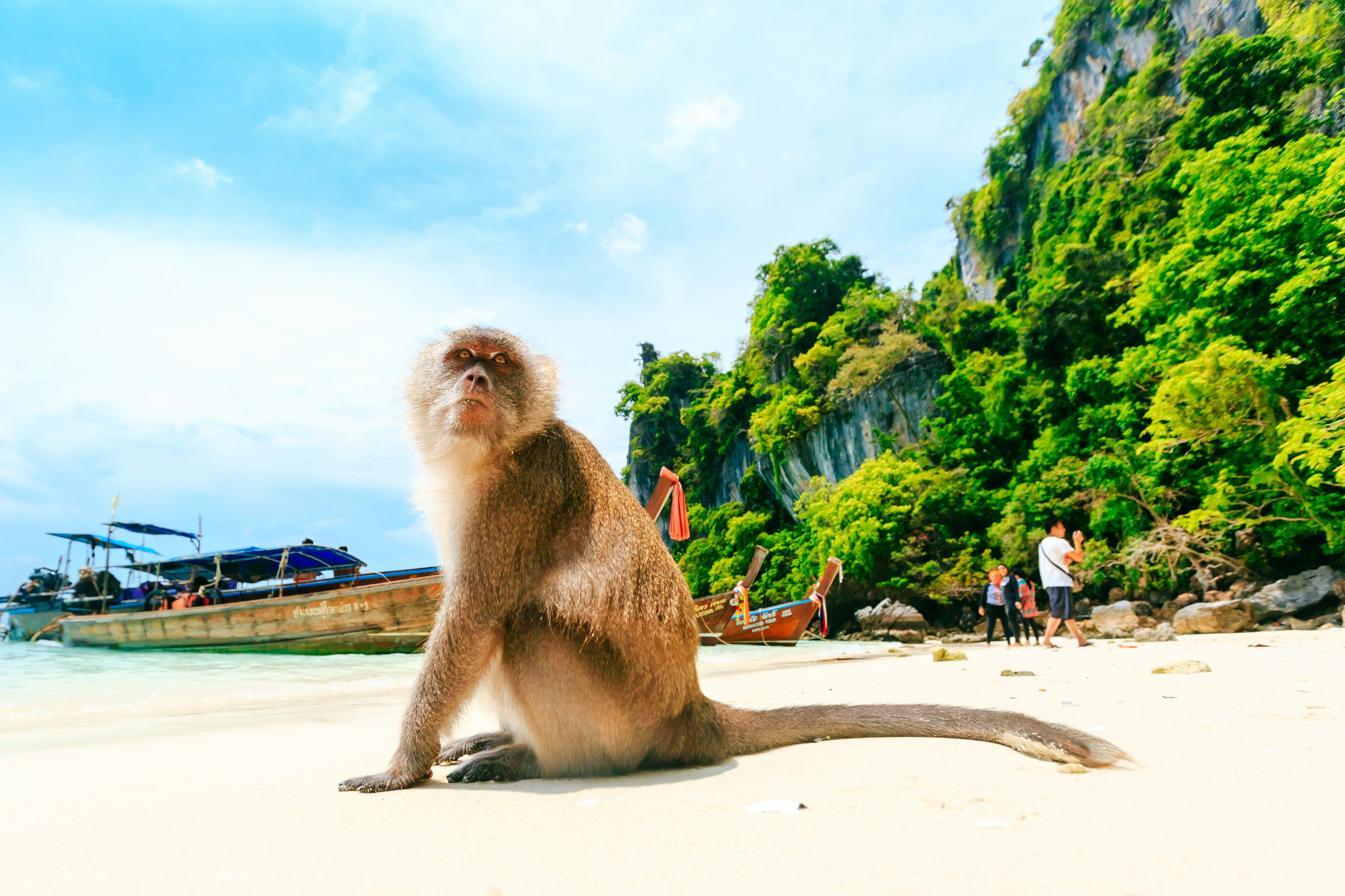 Monkeys on Monkey Beach, Krabi, Thailand, interacting with tourists on a sandy shoreline.