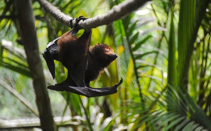 Indian flying fox hanging in Black River Gorges National Park, Mauritius.