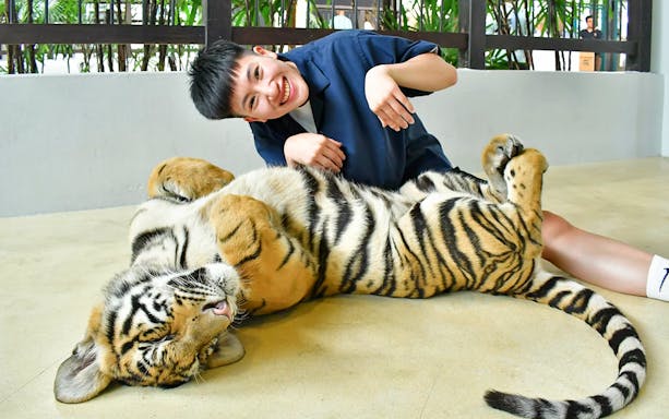 Person interacting with a tiger at Tiger Park Pattaya, Thailand.
