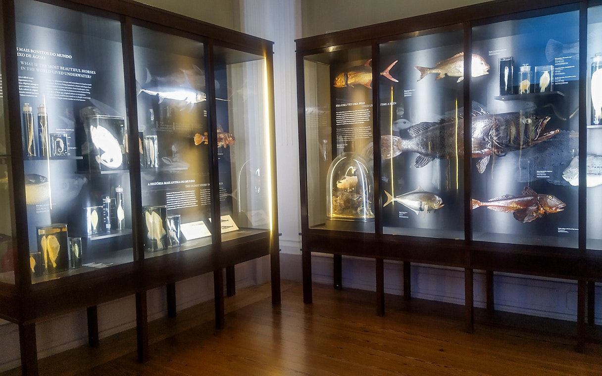 Exhibit of preserved fish and marine specimens at Vasco da Gama Aquarium, Lisbon.