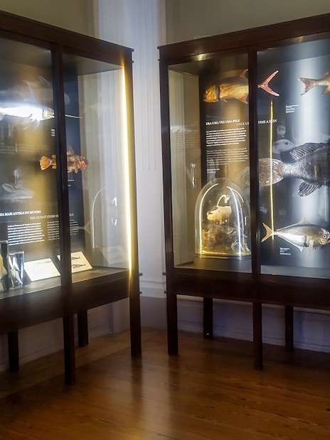 Exhibit of preserved fish and marine specimens at Vasco da Gama Aquarium, Lisbon.