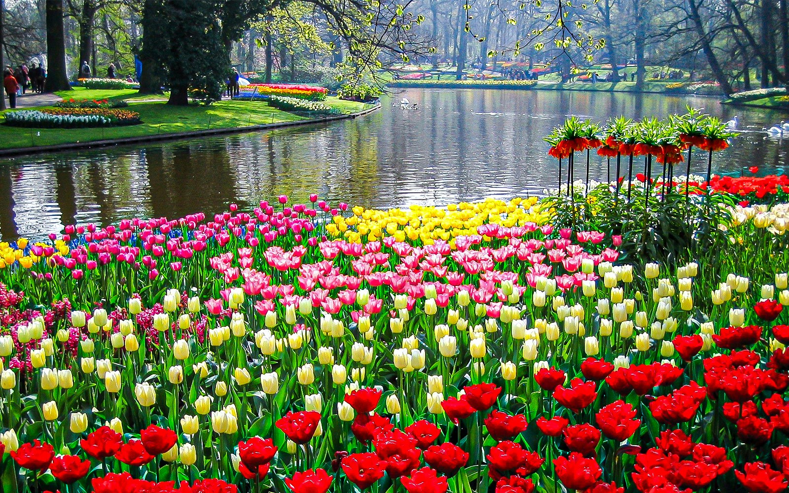 Colorful tulip fields by a pond in Keukenhof Gardens, Netherlands.
