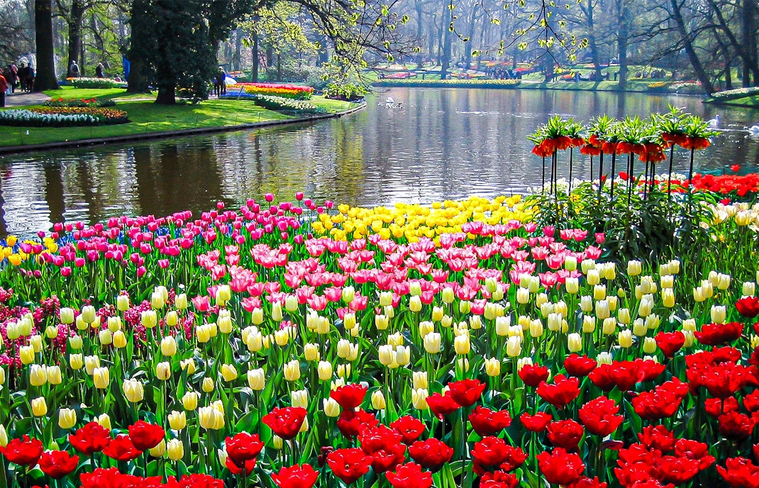 Blumen im Amsterdamer Tulpenpark