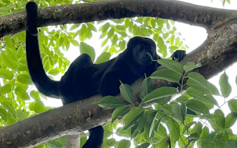 Black howler monkey resting on a tree branch in a lush forest.