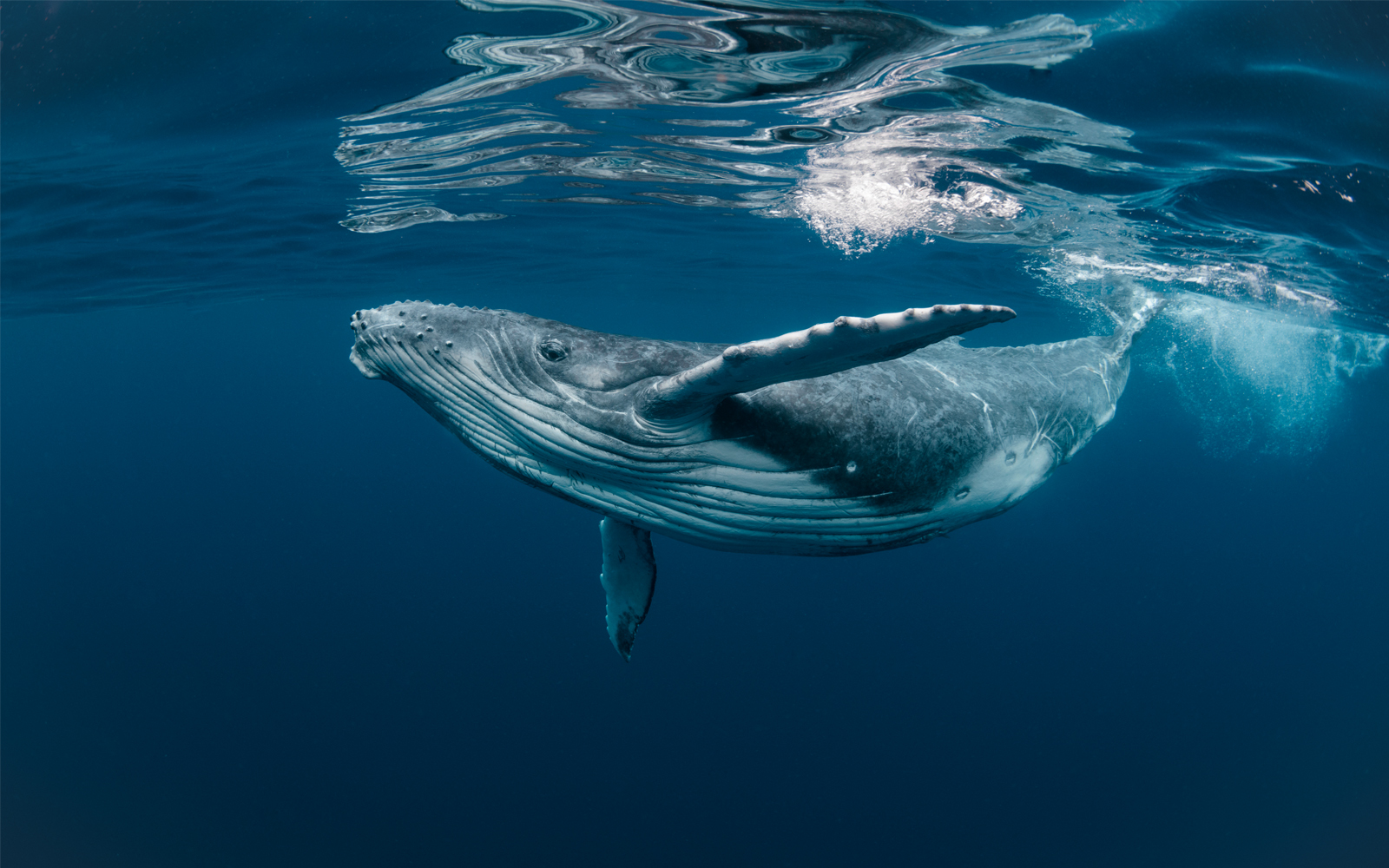 Humpback Whales
