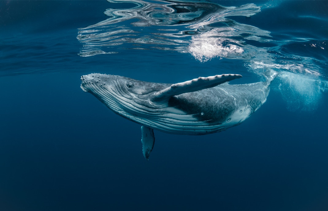 Humpback Whales