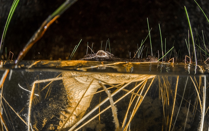 Alligator partially submerged in Everglades water during night airboat tour.