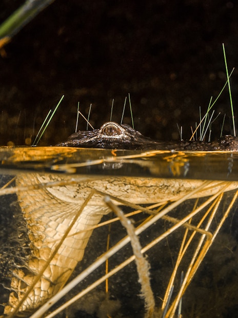 Alligator partially submerged in Everglades water during night airboat tour.