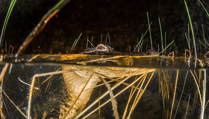 Alligator partially submerged in Everglades water during night airboat tour.