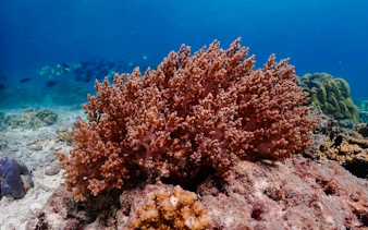 koh haa & koh rok speedboat snorkeling tour with lunch and hotel transfers-7