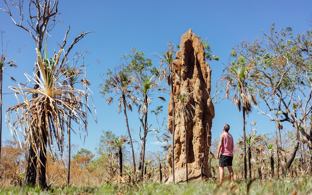Man observing termite mound in Litchfield National Park, Australia, surrounded by native trees.