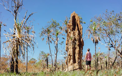 Man observing termite mound in Litchfield National Park, Australia, surrounded by native trees.