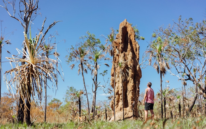 Man observing termite mound in Litchfield National Park, Australia, surrounded by native trees.