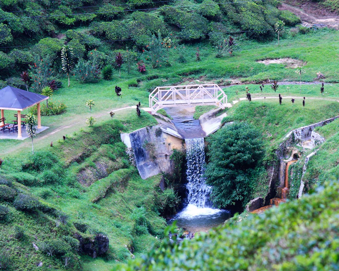 Full-Day Guided Tour of Cameron Highlands with Shared Transfers from Kuala Lumpur