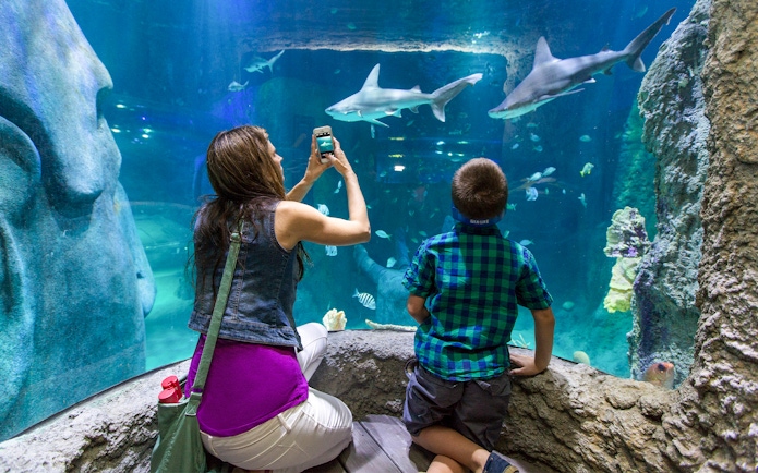 Visitors observing sharks at an aquarium in Orlando with the Explorer Pass.