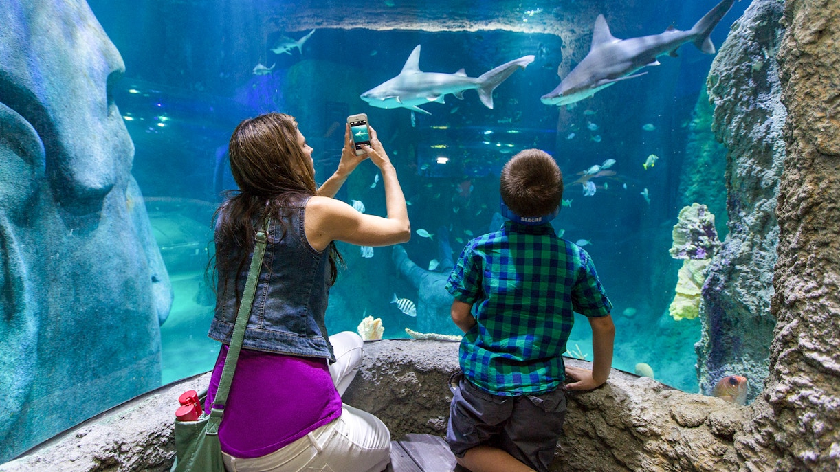 Horarios del acuario SEA LIFE