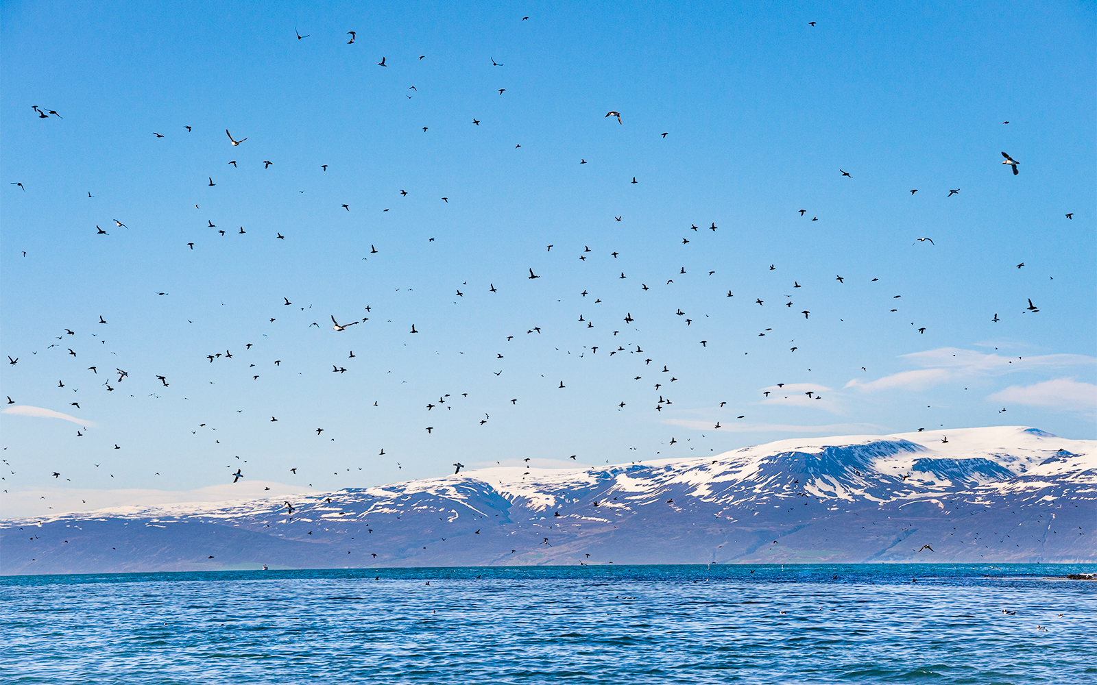 Flock of puffins flying over Husavik towards Lundey Island during whale and puffin tour.