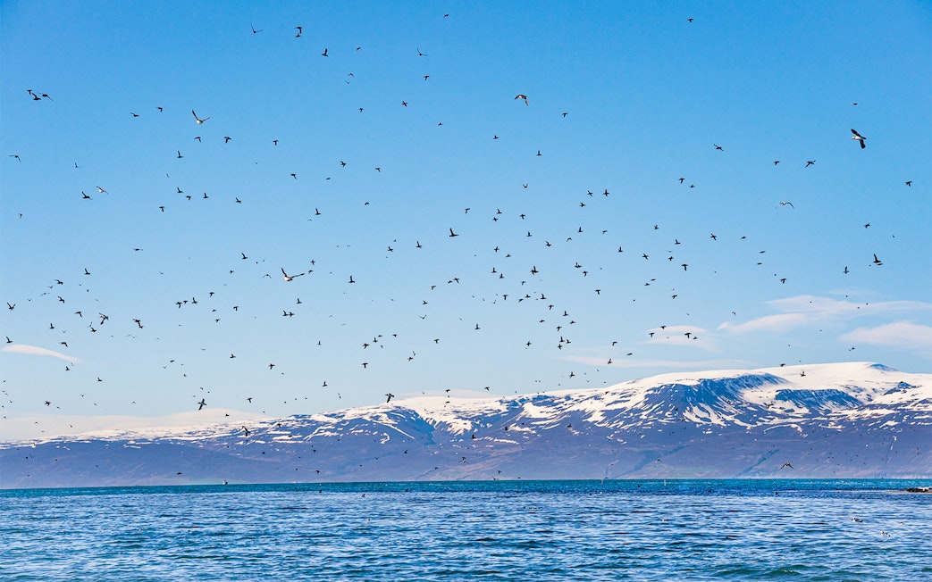 Flock of puffins flying over Husavik towards Lundey Island during whale and puffin tour.