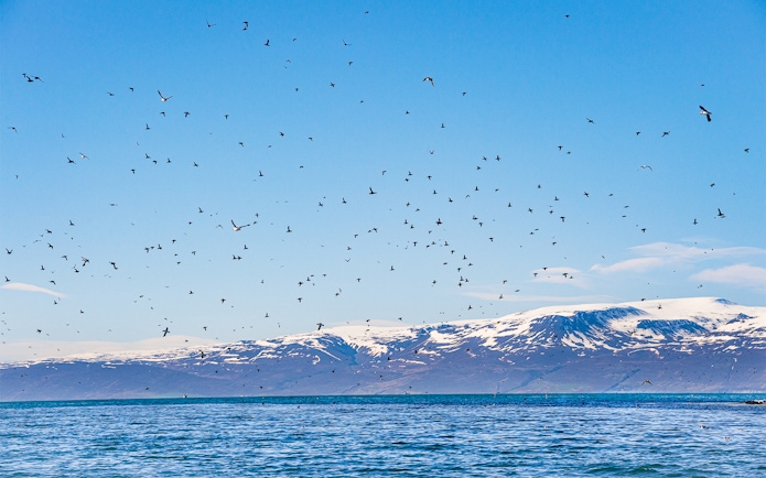 Flock of puffins flying over Husavik towards Lundey Island during whale and puffin tour.