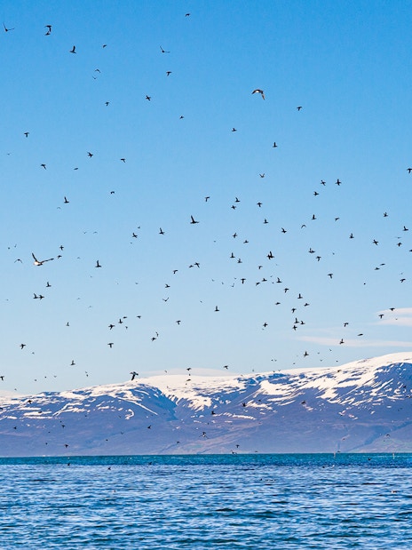 Flock of puffins flying over Husavik towards Lundey Island during whale and puffin tour.