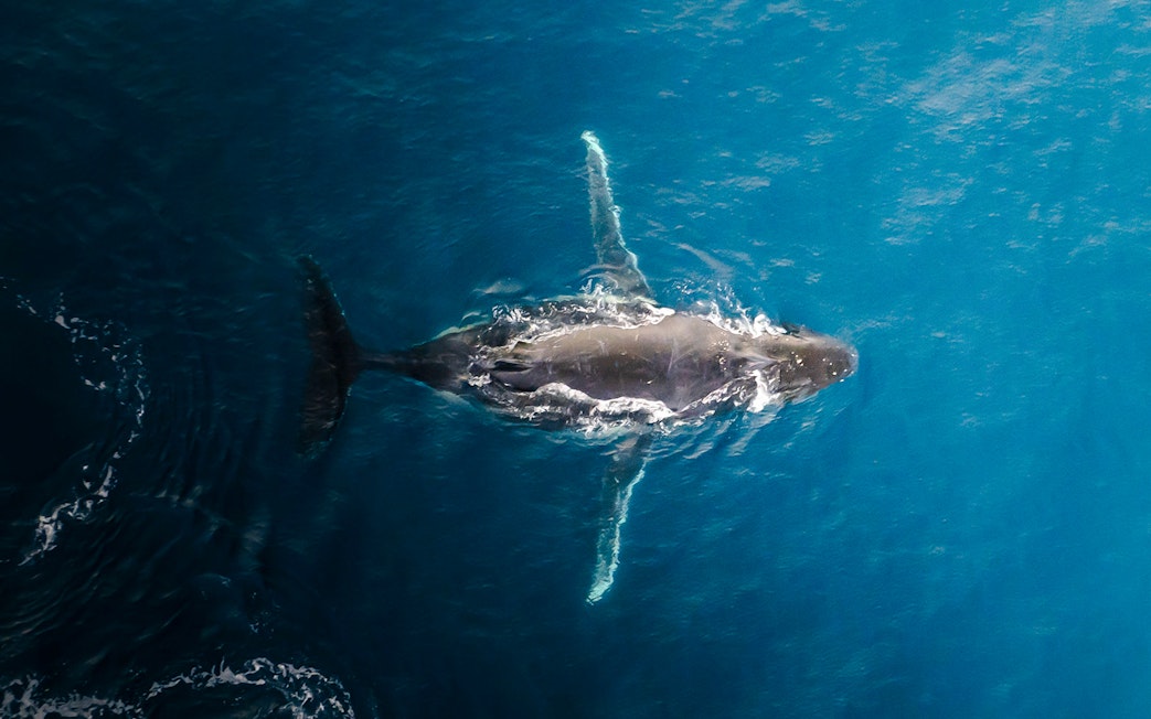 Aerial view of a whale swimming in the ocean during a whale watch flight.