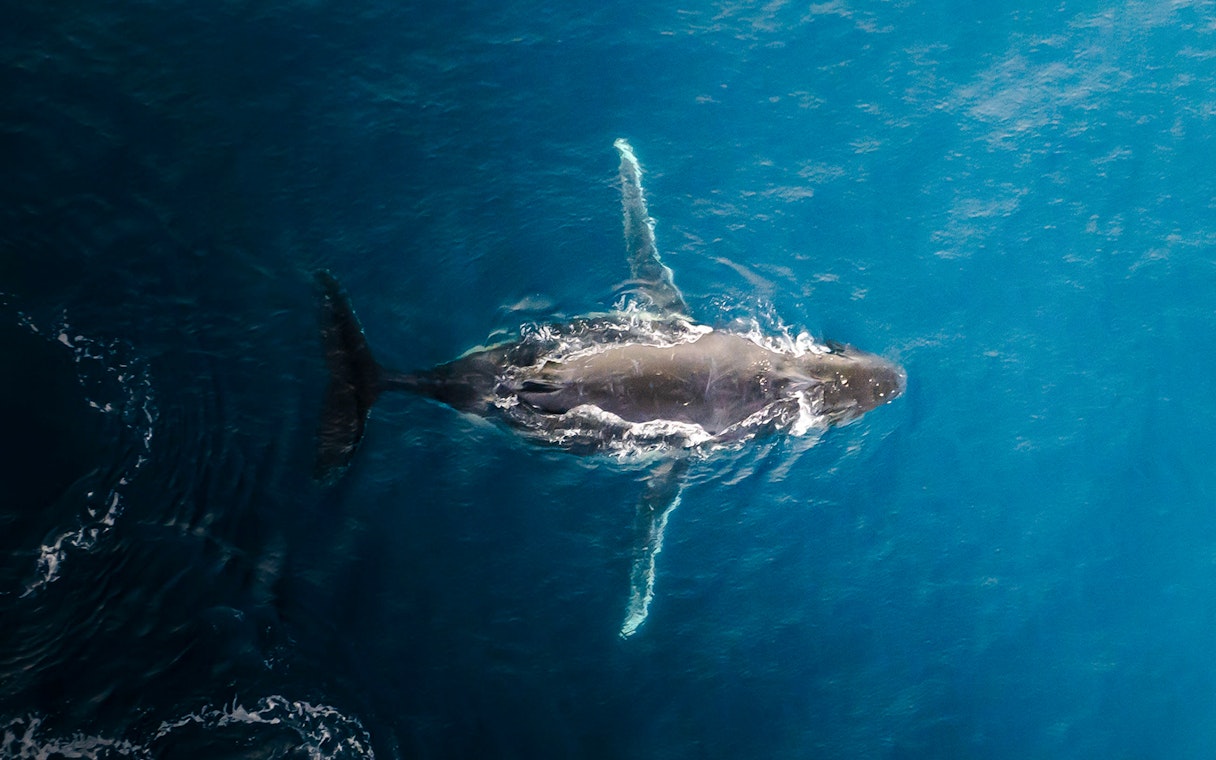 Aerial view of a whale swimming in the ocean during a whale watch flight.