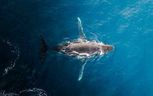 Aerial view of a whale swimming in the ocean during a whale watch flight.