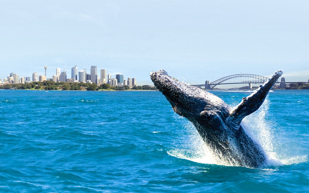 Whale breaching in Sydney Harbour with city skyline and bridge in background.