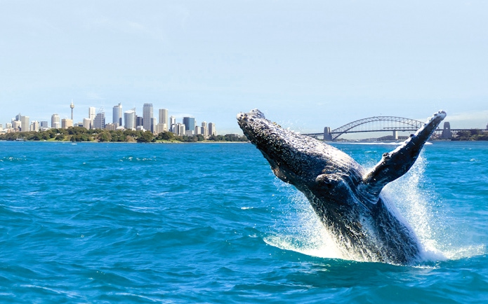 Whale breaching in Sydney Harbour with city skyline and bridge in background.