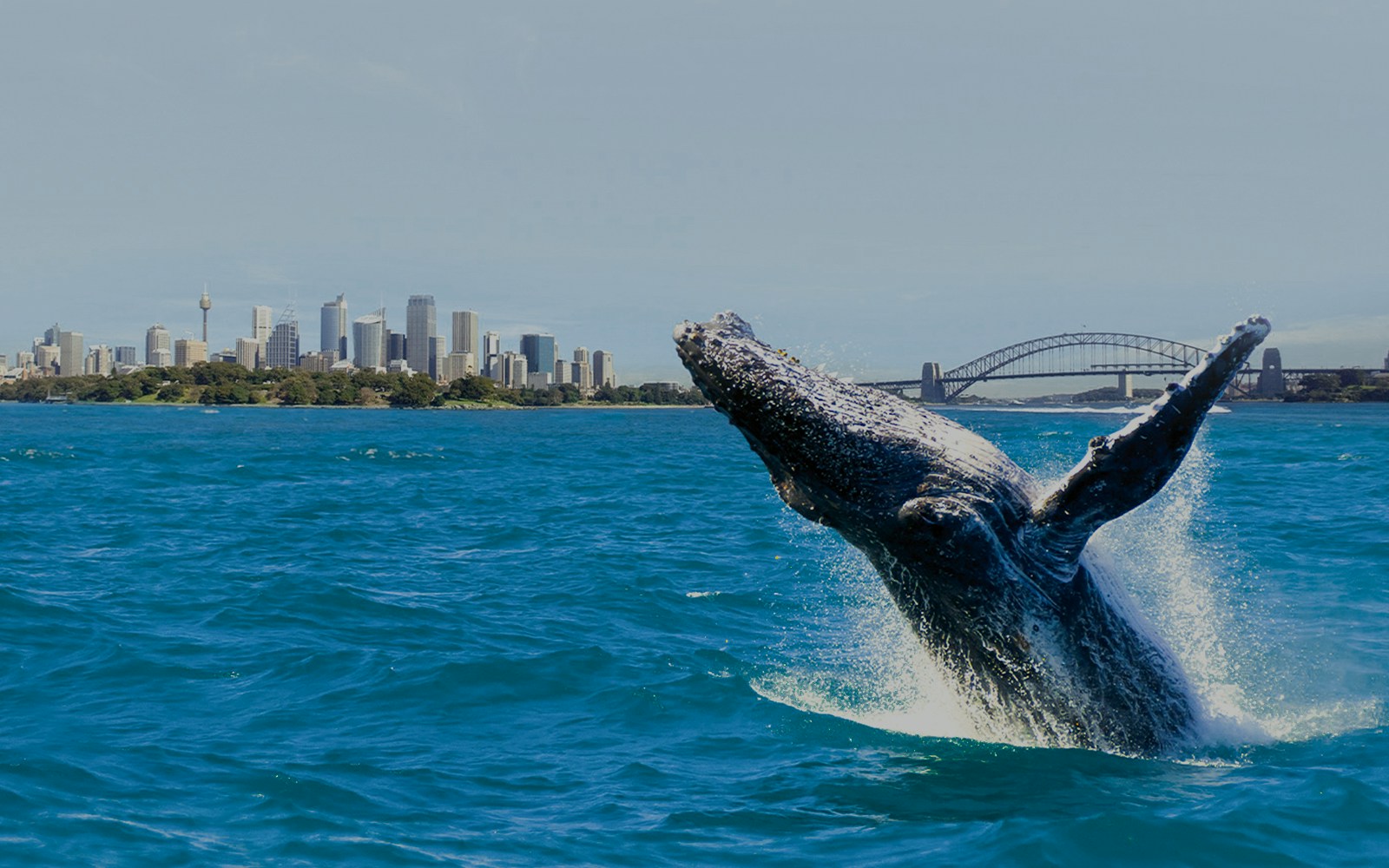 Whale breaching in Sydney Harbour with city skyline and bridge in background.