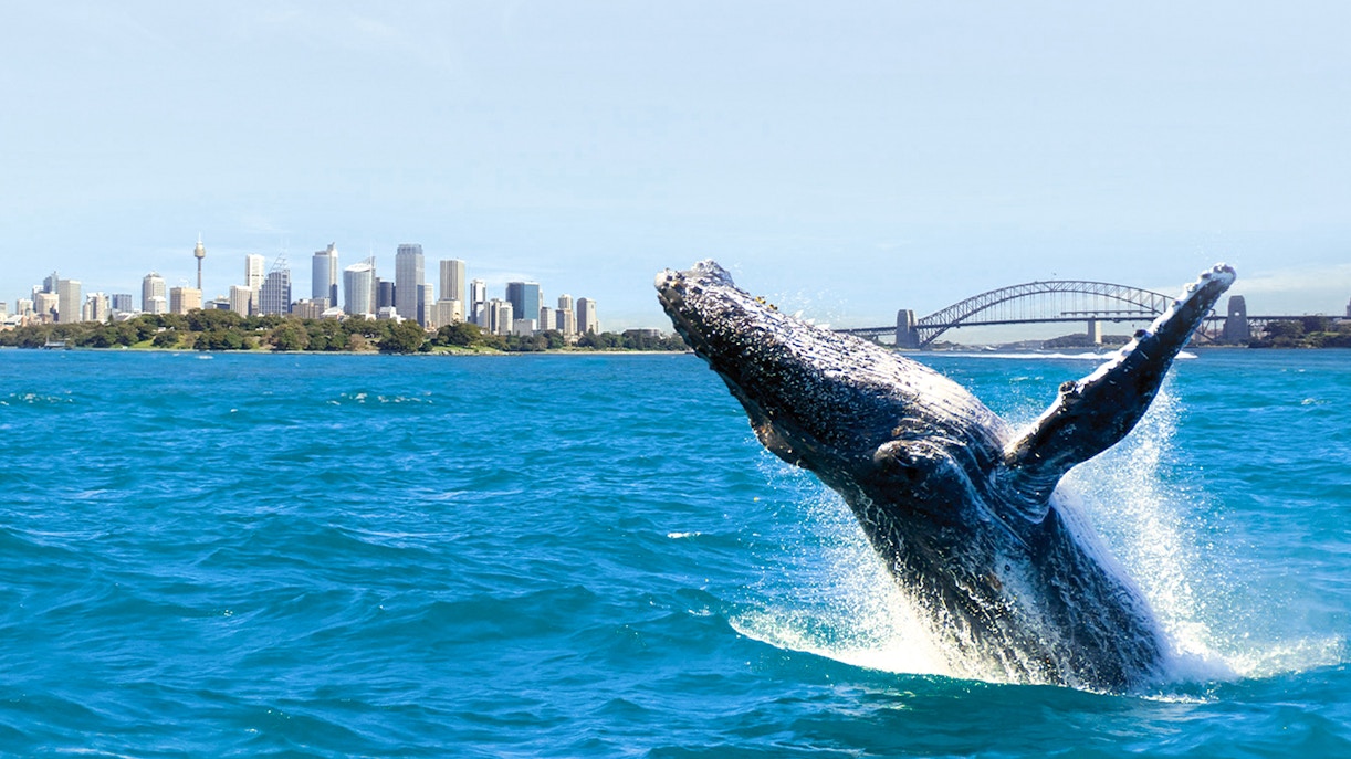 Whale breaching the surface in Sydney harbour bay