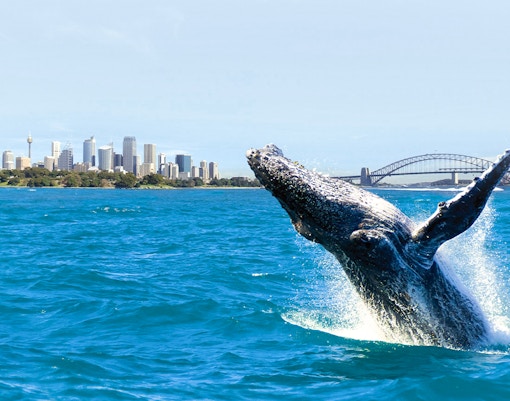 Whale watching cruise in Sydney