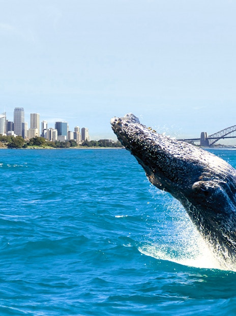 Whale breaching in Sydney Harbour with city skyline and bridge in background.