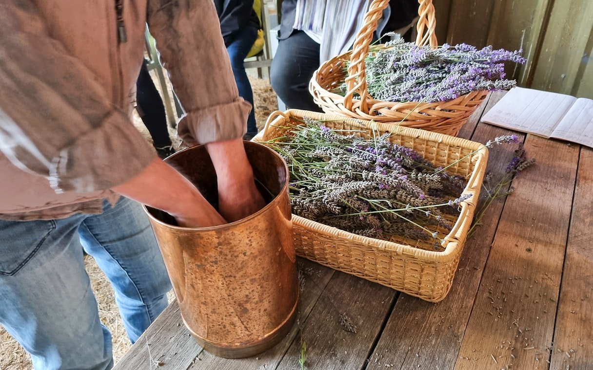 Hands preparing lavender in a copper pot during Sault Lavender Morning Guided Tour.