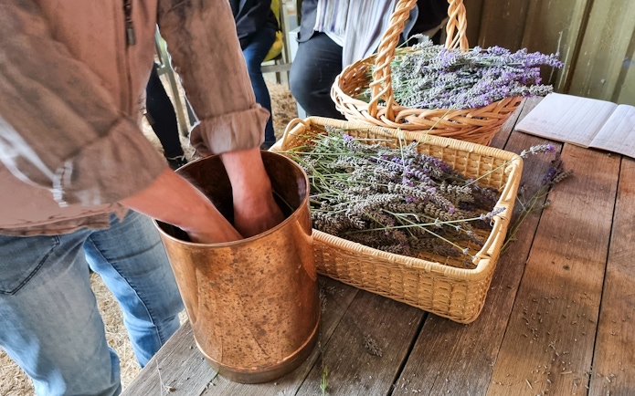 Hands preparing lavender in a copper pot during Sault Lavender Morning Guided Tour.