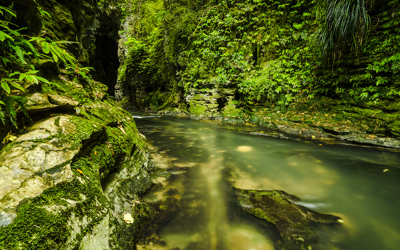 Stream flowing through lush greenery in Ruakuri Bush and Scenic Reserve, Waitomo.