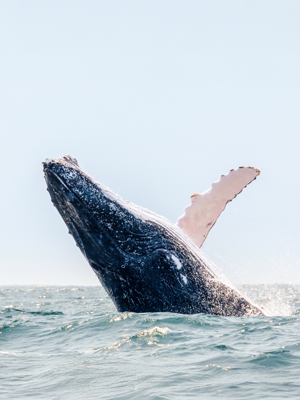 Boston Whale Watching Cruises