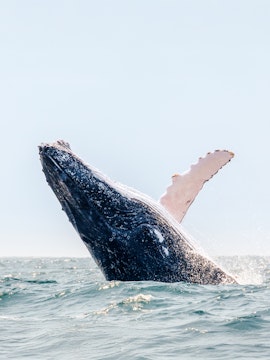 Humpback whale breaching in the ocean during a Boston whale watching tour.