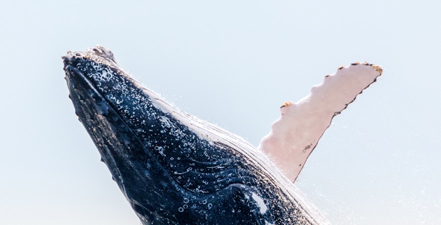 Rejsy z obserwacją wielorybów w Bostonie