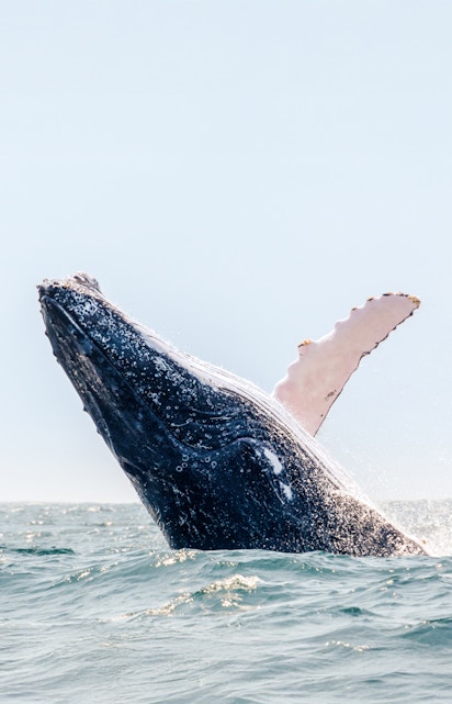 Humpback whale breaching in the ocean during a Boston whale watching tour.