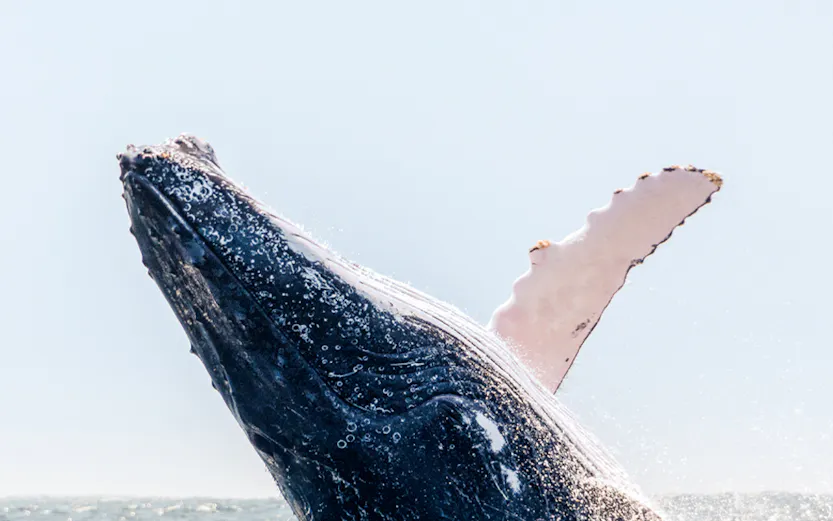 Humpback whale breaching in the ocean during a Boston whale watching tour.